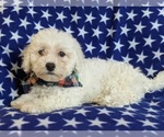Small Photo #2 Bichon Frise Puppy For Sale in NOTTINGHAM, PA, USA