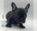 Small Photo #2 French Bulldog Puppy For Sale in LONGBOAT KEY, FL, USA