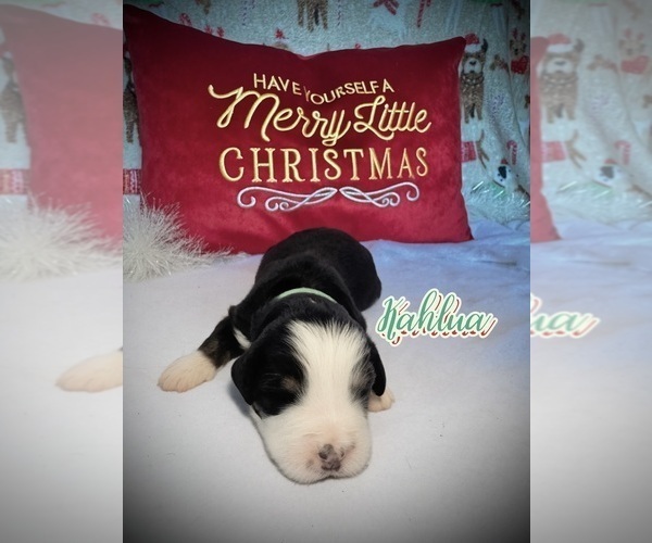 Medium Photo #1 Bernedoodle Puppy For Sale in SIMI VALLEY, CA, USA