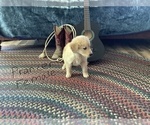 Small #1 Golden Retriever