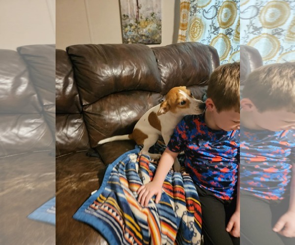 Medium Photo #7 Raggle Puppy For Sale in Wakefield, RI, USA