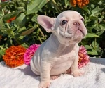 Small #1 French Bulldog