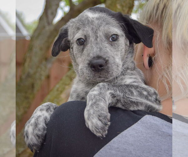 Medium Photo #5 Australian Shepherd-Unknown Mix Puppy For Sale in Huntley, IL, USA