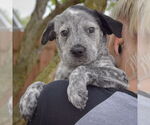 Small #4 Australian Shepherd Mix