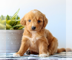 Goldendoodle Puppy for sale in LITITZ, PA, USA