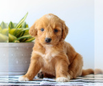 Small Goldendoodle
