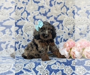 Cock-A-Poo Puppy for sale in KIRKWOOD, PA, USA