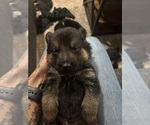 Puppy Orange Male German Shepherd Dog