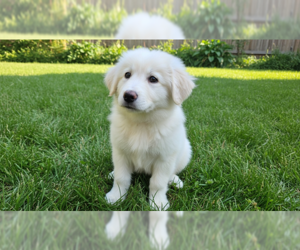 Medium Photo #1 Great Pyrenees Puppy For Sale in MIDWAY, UT, USA