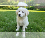 Small Great Pyrenees