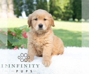 Golden Retriever Puppy for sale in NEWPORT, PA, USA