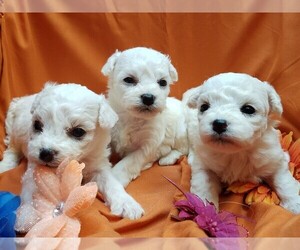 Bichon Frise Puppy for sale in WAYLAND, MI, USA