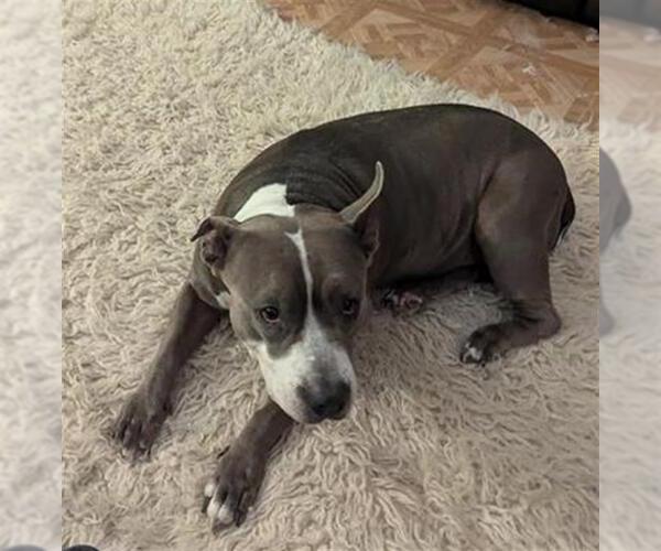 Medium Photo #1 American Staffordshire Terrier-Unknown Mix Puppy For Sale in San Antonio, TX, USA