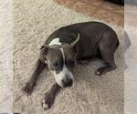 Small American Staffordshire Terrier Mix