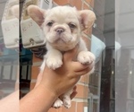 Small Photo #2 French Bulldog Puppy For Sale in LITITZ, PA, USA
