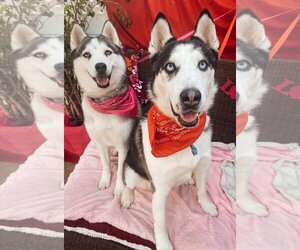 Lala *Courtesy Post* - Female Siberian Husky Dog for Adoption - Photo #2