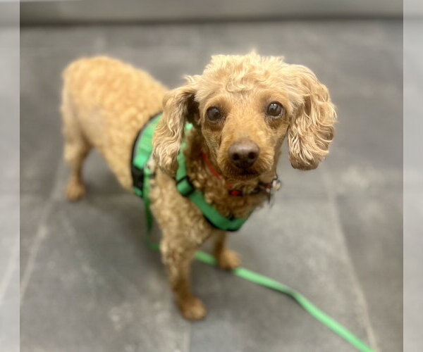 Medium Photo #8 Poodle (Miniature) Puppy For Sale in Staten Island, NY, USA