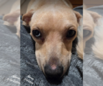 Small #7 Chihuahua Mix