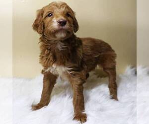 Goldendoodle-Poodle (Standard) Mix Puppy for sale in MILLERSBURG, PA, USA