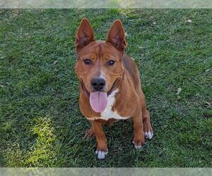 Labrador Retriever Dogs for adoption in San Clemente, CA, USA