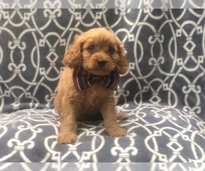 Cavapoo Puppy for sale in LAKELAND, FL, USA