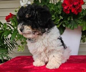 Bichpoo Puppy for sale in ORRVILLE, OH, USA