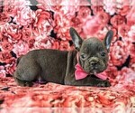 Small Photo #4 French Bulldog Puppy For Sale in PEACH BOTTOM, PA, USA