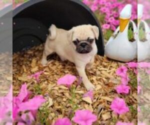 Pug Puppy for sale in JASONVILLE, IN, USA