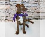 Small #9 Mutt