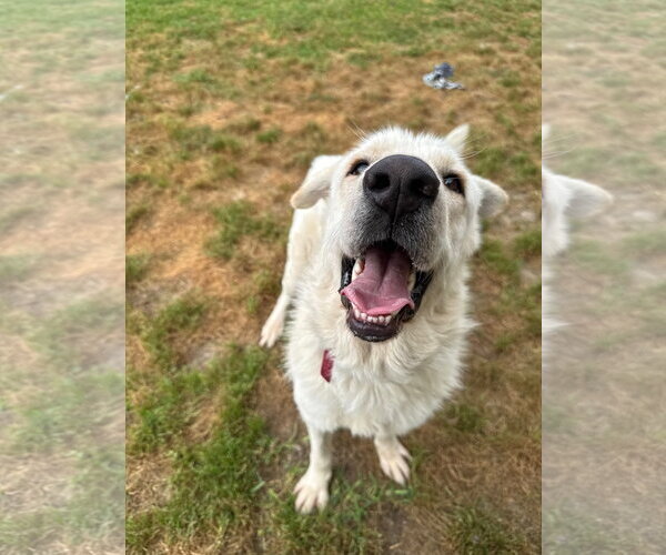 Medium Photo #4 Great Pyrenees Puppy For Sale in Spring, TX, USA