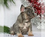 Small #3 French Bulldog