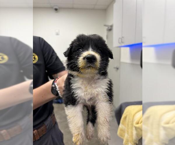Medium Photo #1 Great Pyrenees-Unknown Mix Puppy For Sale in Rosenberg, TX, USA