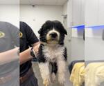 Small Great Pyrenees Mix
