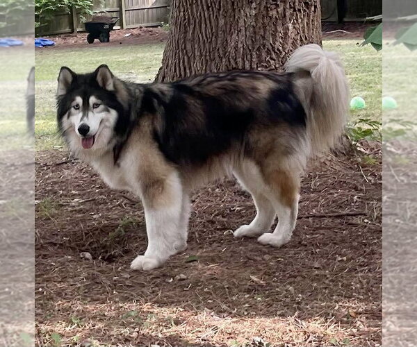 Medium Photo #4 Alaskan Malamute Puppy For Sale in Spring Lake, NC, USA