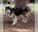 Small #3 Alaskan Malamute