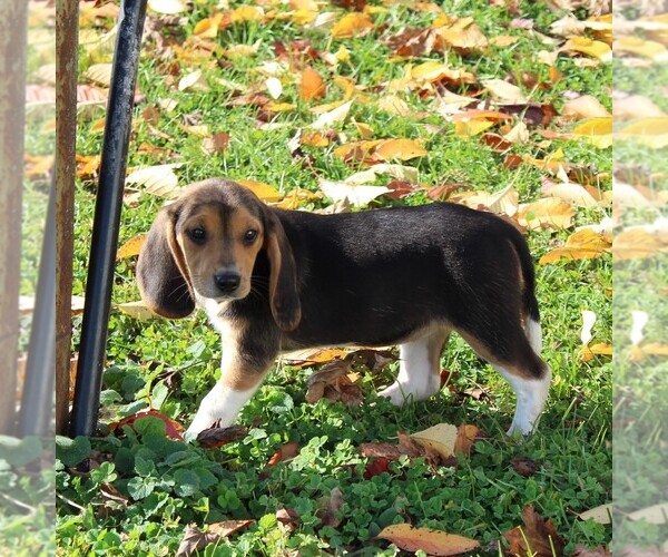 Medium Photo #5 Beagle Puppy For Sale in RICHLAND, PA, USA