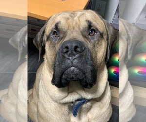Father of the Mastiff puppies born on 07/06/2022