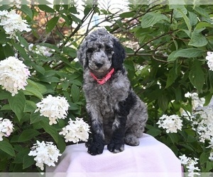 Poodle (Standard) Puppy for sale in MILLERSBURG, OH, USA