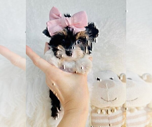 Medium Photo #10 Morkie Puppy For Sale in WEST PALM BEACH, FL, USA