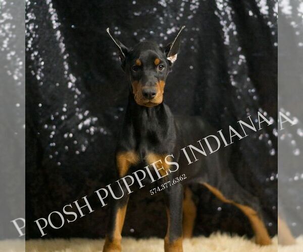 Medium Photo #7 Doberman Pinscher Puppy For Sale in WARSAW, IN, USA