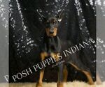 Small #6 Doberman Pinscher
