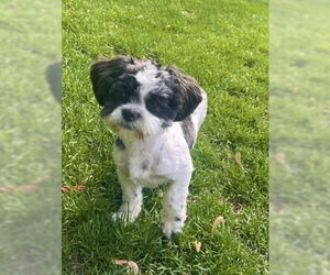 Shih Tzu Dogs for adoption in St. Louis Park, MN, USA