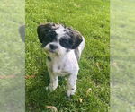 Small Shih Tzu