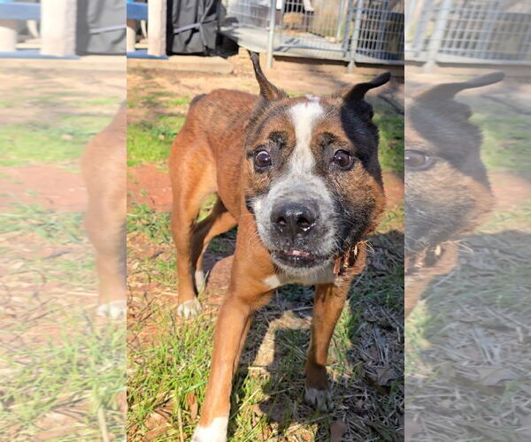 Medium Photo #10 Boston Terrier-Unknown Mix Puppy For Sale in McDonough, GA, USA