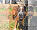 Small #9 Boston Terrier Mix
