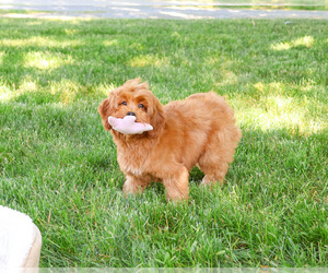 Cavapoo (Miniature) Puppy for sale in SYRACUSE, IN, USA