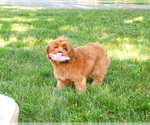 Image preview for Ad Listing. Nickname: Amore