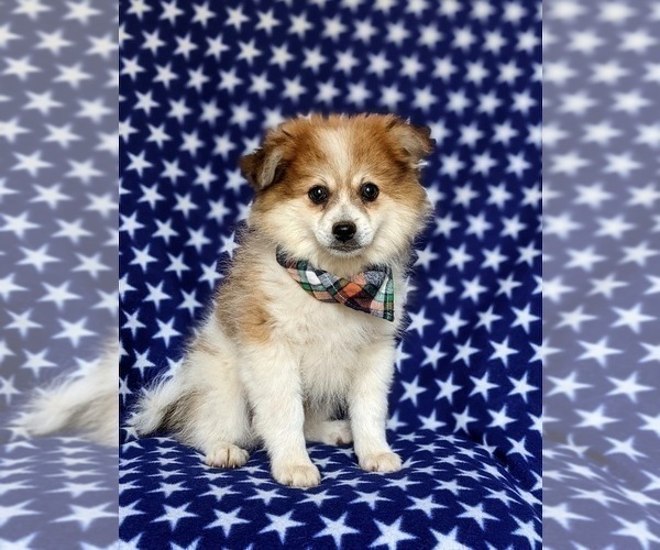 Medium Photo #5 Pomeranian Puppy For Sale in CHRISTIANA, PA, USA