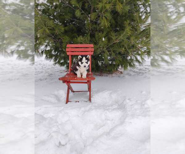 Medium Photo #4 Siberian Husky Puppy For Sale in AUBURN, NY, USA