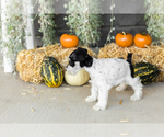 Small #2 Schnauzer (Miniature)
